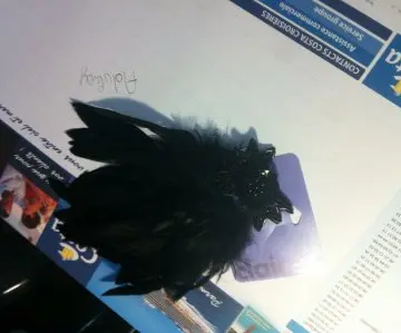 Pinces plumes, Claire's